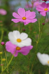 Wall Mural - Cosmos