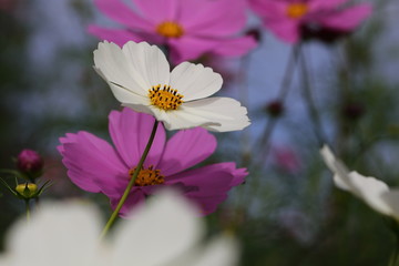 Wall Mural - Cosmos