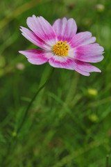 Wall Mural - Cosmos