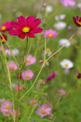 Wall Mural - Cosmos (macro)
