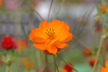Wall Mural - Cosmos (macro)