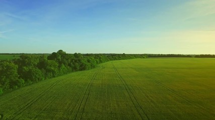 beautiful green wheat field landscape on summer day. barley agricultural field. sky view wheat field
