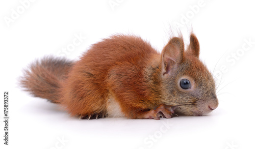 Plakat Eurazjatycka czerwona wiewiórka.