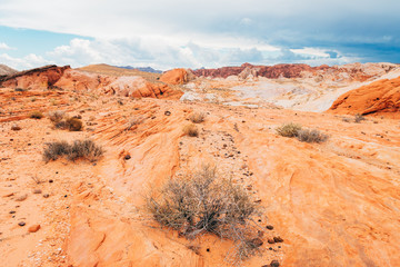 Wall Mural - amazing sandstone shapes at valley of fire national park, nevada