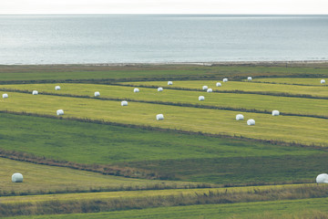 Canvas Print - White Hay Rolls on a Green Field of Iceland