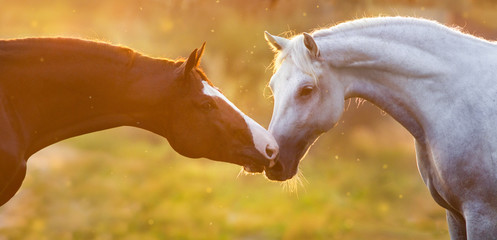 Wall Mural - Couple of horses portrait at sunlight