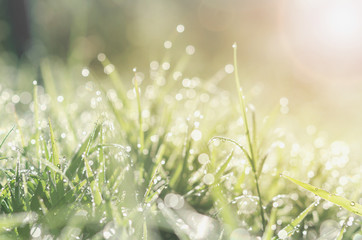 Wall Mural - fresh spring green grass with bokeh dew drop and sunlight background