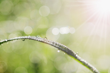 Wall Mural - close up dew drop on green grass with sunlight background