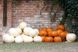 Autumn harvested pumpkins