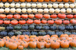Autumn harvested pumpkins background