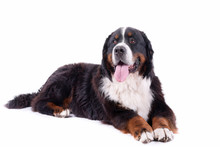 Bernese Mountain Dog In Front Of White Background Studio
