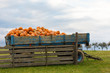 Autumn harvested pumpkins on carriage in farm