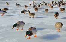 Tamed Wild Ducks In The Frozen Pond