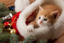 Ginger Kitten In Santa Hat Against The Background Of A Christmas Tree