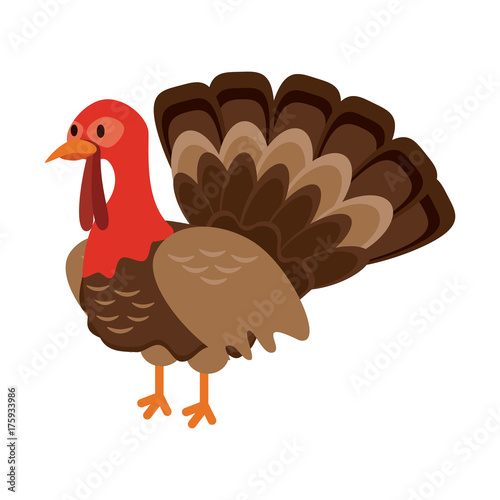 Photographie turkey animal icon image vector illustration design
