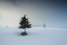 Small Pine Tree In Dense Fog