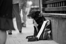Black And White Photo Of A Dog Who Asks For Money On The Street