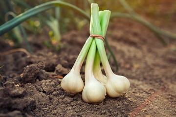 garlic on the ground