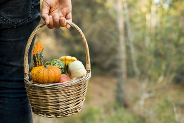 Wall Mural - man with a basket full of pumpkins