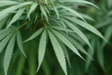 Fototapeta Natura - Close-up view of cannabis marijuana plant. Shallow depth of field with selective focus
