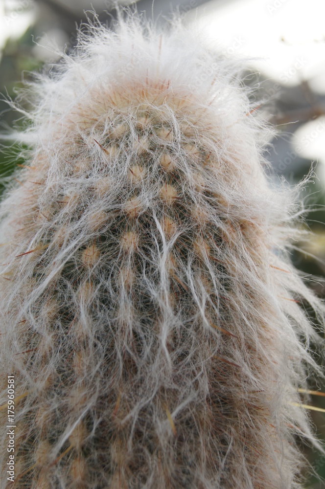 Foto de Stock Kaktus,kaktus, fell, flauschig, nature, dekor, lnglich,  haarig, haar, haut, gras, wolle, abstrakt, braun, material, blume, makro,  flaumig, weich, close up, winter, pflanze, black, | Adobe Stock