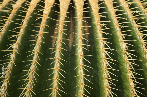 800+ Gambar Flora Kaktus HD Paling Baru 800+ Gambar Flora Kaktus HD Paling Baru