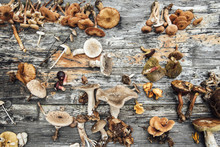 Different Sorts Of Wild Mushrooms
