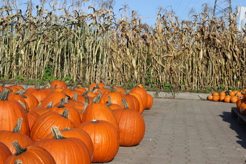 pumpkin, pumpkin's farm, farm, halloween, colors, beautiful, lovely fall,