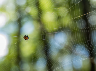 Spider Web