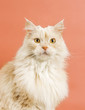 © Carles Rodrigo Monzo/Stocksy - Cute cat portrait