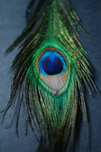 Peacock Feathers