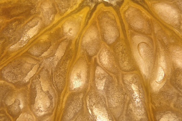 Closeup macrophotograph of a tangerine slice
