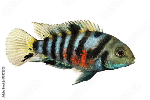 Fotografia Convict cichlid Amatitlania nigrofasciata zebra cichlids aquarium fish