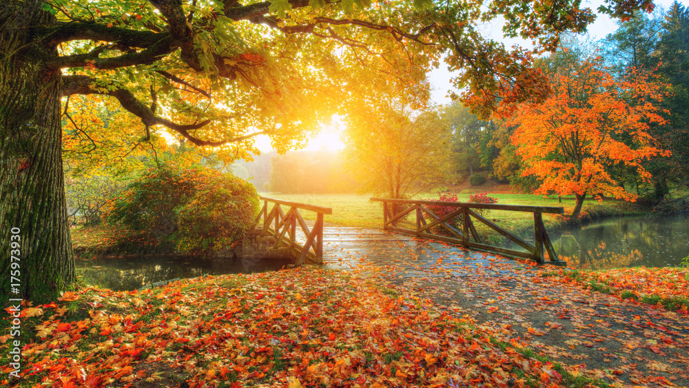 Foto-Schiebegardine ohne Schienensystem - Beautiful autumn scenery in park.