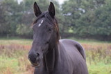 Fototapeta Konie - Dark horses animal portrait