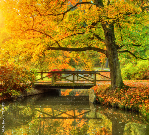 Foto-Schmutzfangmatte - Beautiful autumn scenery in park. (von Jag_cz)