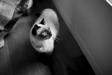 Black And White Portrait Of Cat Standing Close To Door