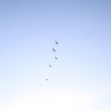 Five Swans In Flight Against A Cloudless Blue Sky.