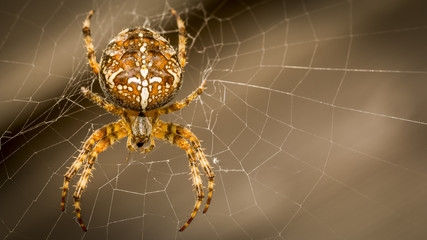 spider in his web