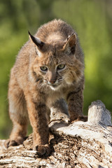 Wall Mural - Bobcat Walking Along a Log