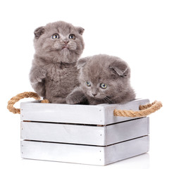 Couple fold cats sitting in a wooden box on a white background
