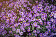 Violet Flowers Of Asturias Of New England. The Botanical Name Is Symphyotrichum Novae-angliae