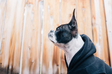 Bruce The Boston Terrier/Pug Kicking It In A Hip Hoodie.