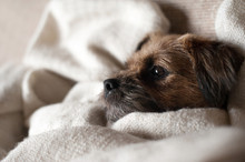 Terrier Dog Wrapped In A Cosy Blanket