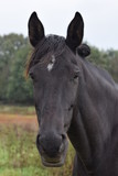 Fototapeta  - Dark horse animal portrait