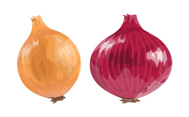 Wall Mural - Red and orange onion.