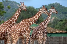 Drei Giraffen Unterwegs