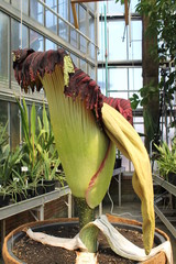 Wall Mural - amorphophallus titanum