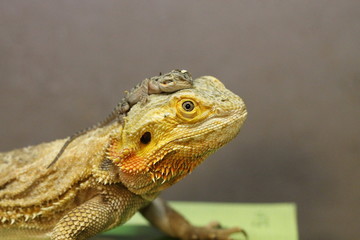 Sticker - bearded dragon