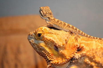 Sticker - bearded dragon